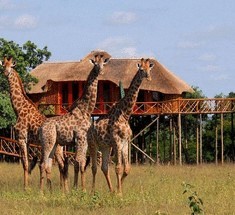 Tree-хаусы на африканском эко-курорте