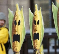 ГМО-кукурузу запретили в Мексике