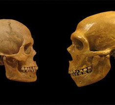 Первые люди современного вида покинули Африку 130 тысяч лет назад