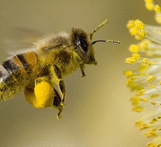 Влияние пчел-опылителей на урожайность 