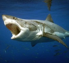 Искусственная акулья кожа позволит плавать быстрее