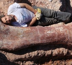 Археологи нашли самого крупного динозавра
