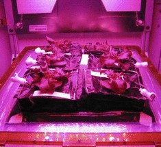 На МКС высадили первые семена красного салата