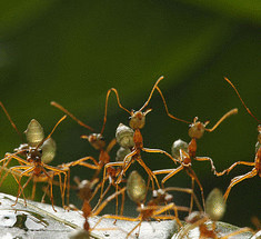 15 насекомых, которые всегда  рядом с нами