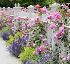 Розы  в вашем саду— выращивание и уход