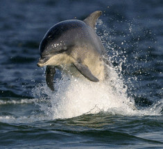 Удивительное видео—игры дельфина и кита в дикой природе
