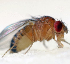 Новое исследование —удивительное сходство между тем, как млекопитающие и мухи едят