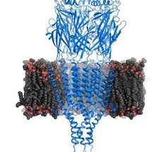 Выявлена структура рецептора серотонина
