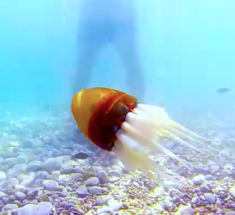 Робот-осьминог выплывает в открытое море