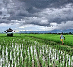 Голландские ученые научились добывать электричество на рисовых полях