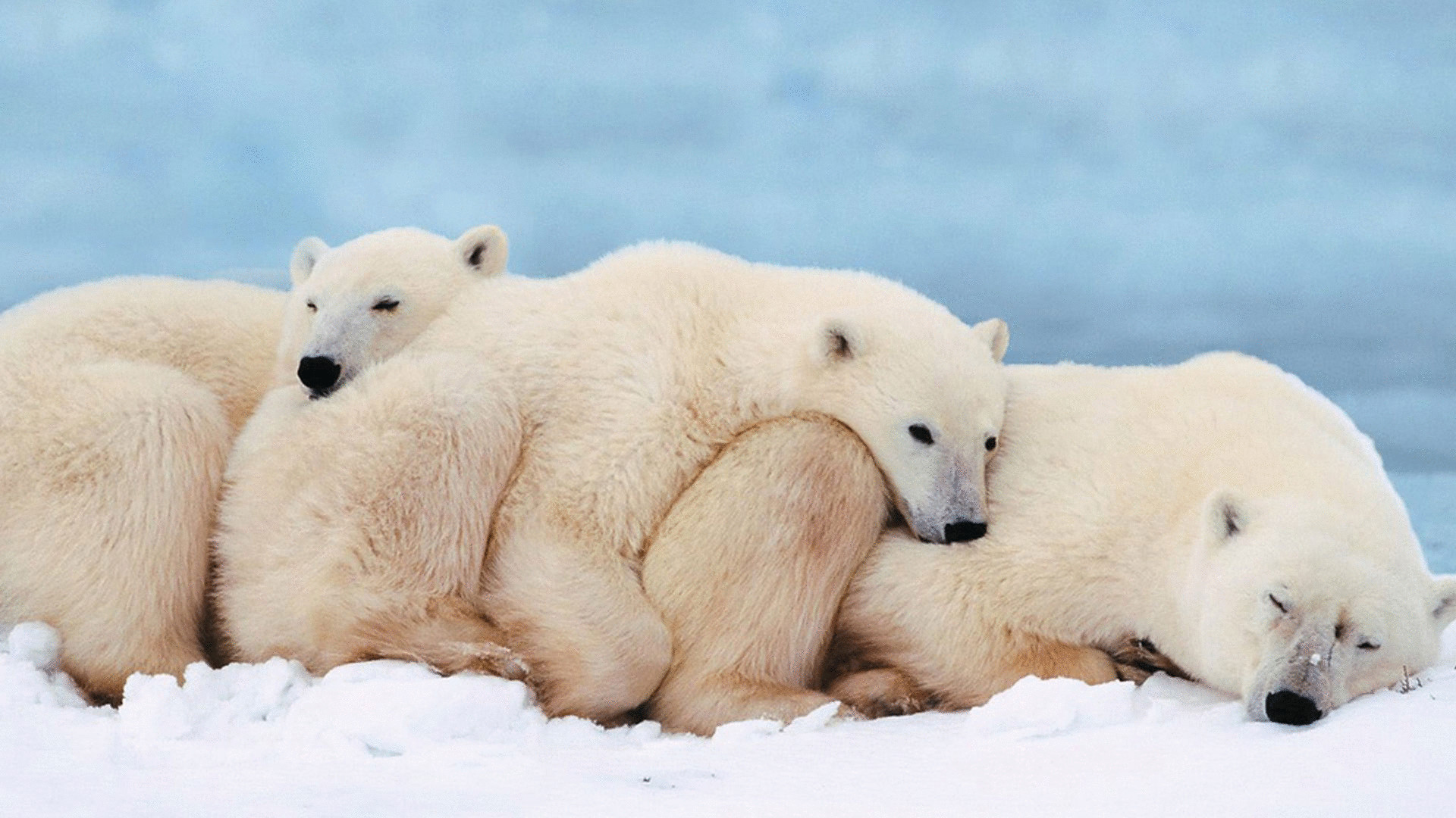 Спят ли зимой белые медведи