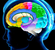 Очищение сосудов головного мозга – 5 уникальных методик
