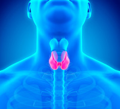 Восстановление щитовидной железы