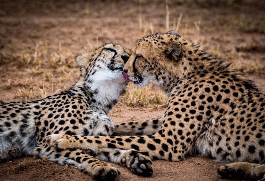 Животные тоже целуются и делают это восхитительно