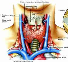 Упражнения для оздоровления щитовидной железы