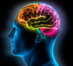 «Дворец памяти»: Техники тренировки мозга 