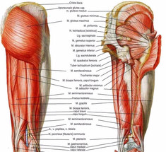 Упражнения для укрепления мышц в области тазобедренных суставов