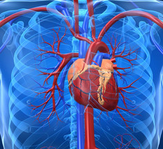 Тренировка для «периферических сердец» вашего организма