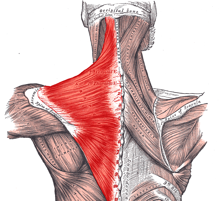 Мышечная боль шеи и плеч. Большая и малая ромбовидные мышцы спины. Трапециевидная мышца анатомия. Трапециевидная мышца шеи анатомия. Мышцы шейно-воротниковой зоны анатомия.