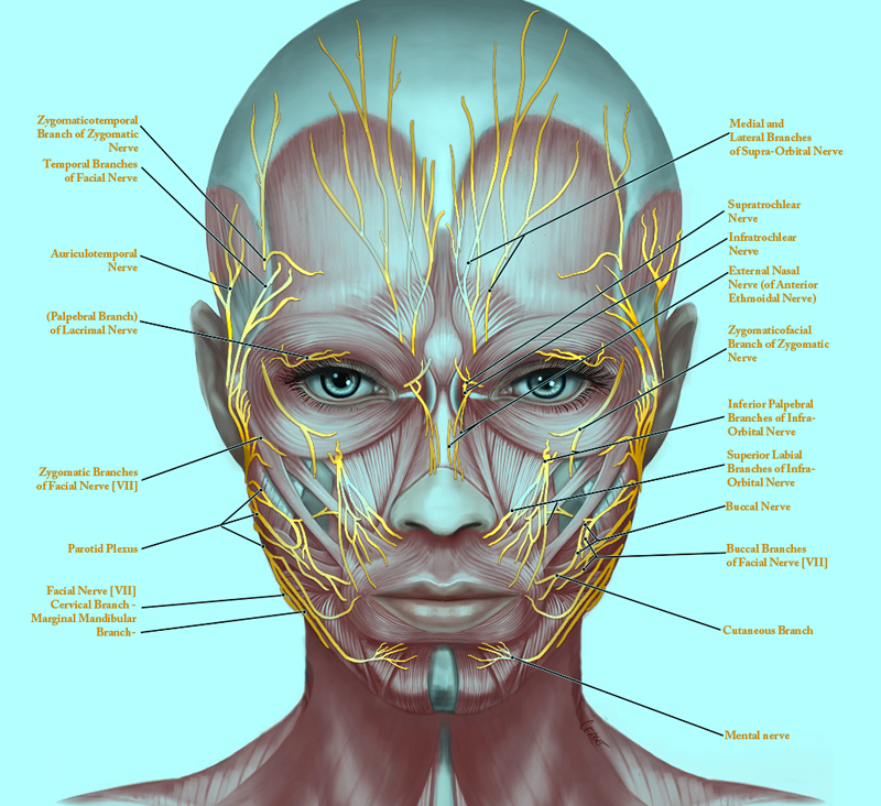 Косметология мышцы. Мышцы лица. Анатомия лица. Строение лица анатомия. Анатомия лица и шеи для косметологов.