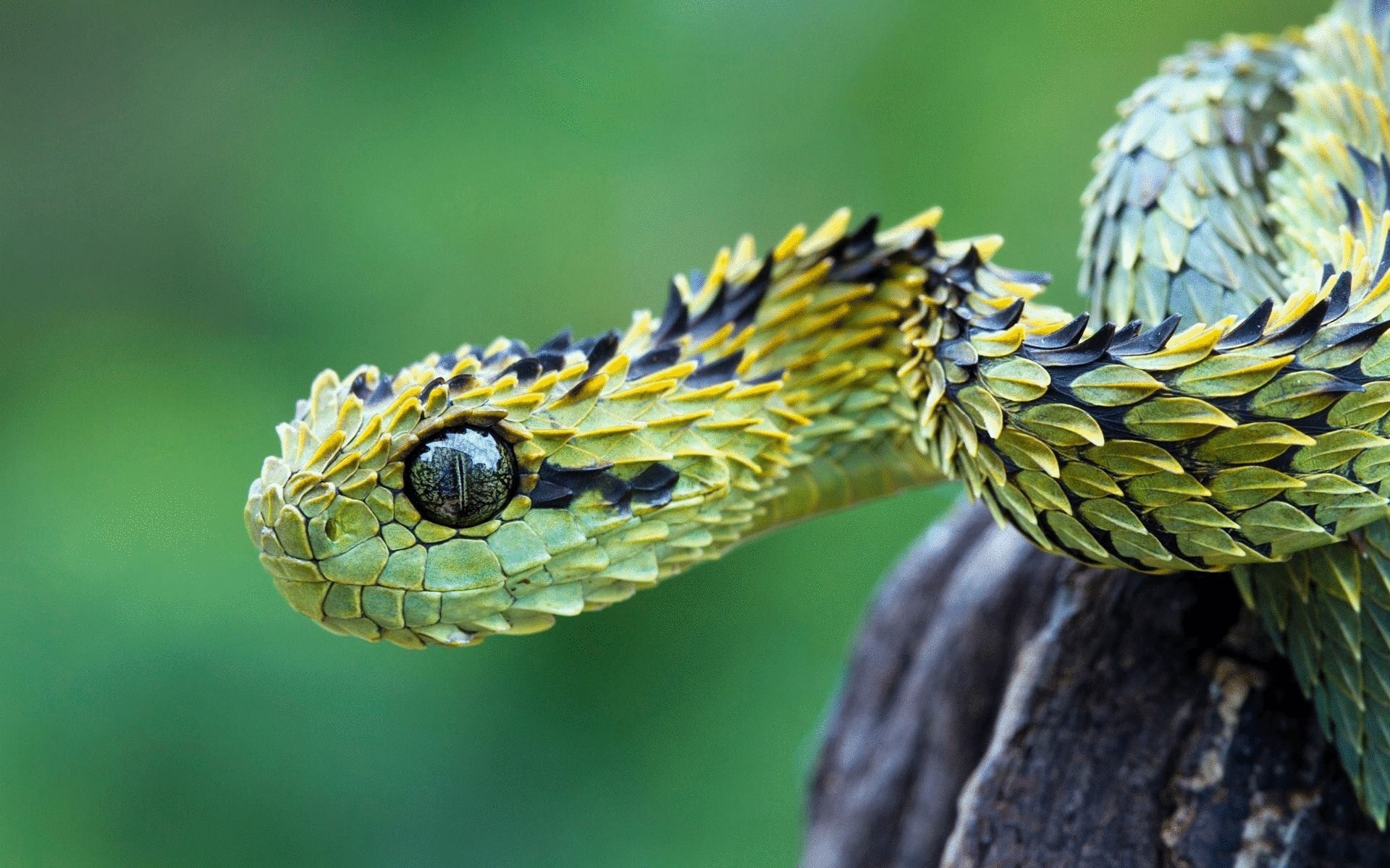 Самые интересные факты о змеях