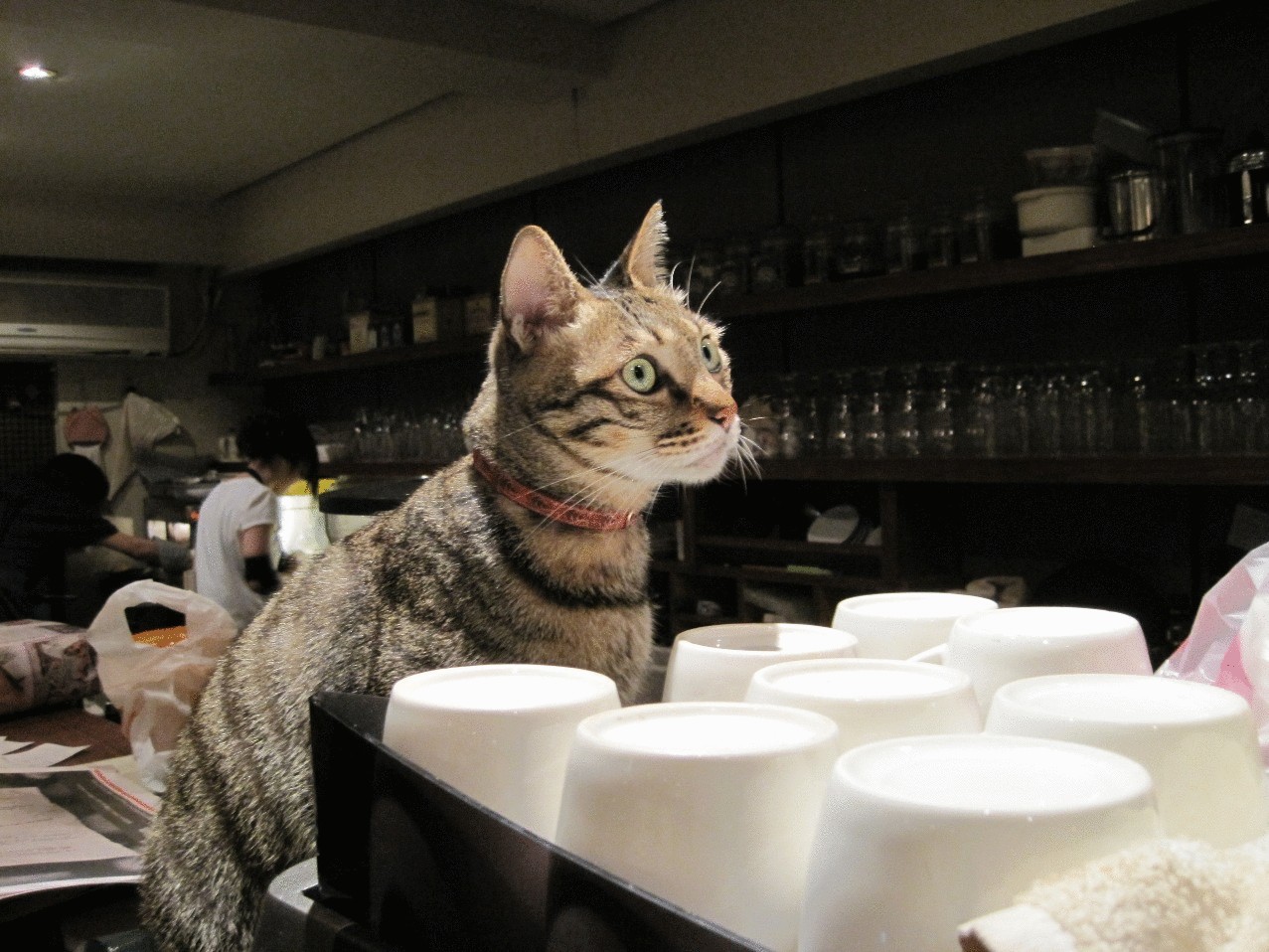 3 кота работают. Кошка в ресторане. Кафе с котиками. Кошачье кафе. Ресторан с котами.