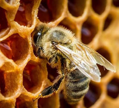 Целебные свойства пчелиного подмора: магическая эффективность!