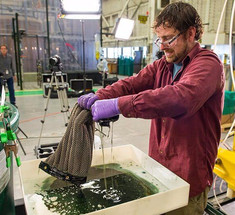Создана губка, способная очистить океан от нефти и нефтепродуктов