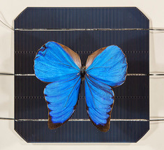 Крылья бабочки вдохновили ученых на создание новых солнечных технологий