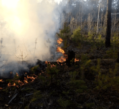 Дым горящего леса может быть опаснее радиации