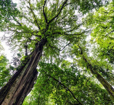 Сколько углерода могут поглощать тропические леса?
