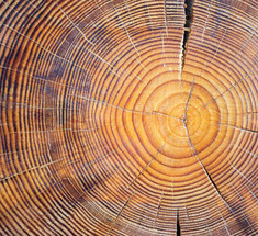 "История деревьев" исследует то, что кольца деревьев могут рассказать нам о прошлом