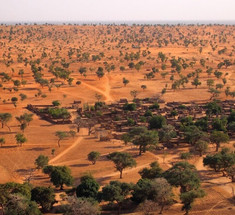 Искусственный интеллект обнаружил сотни миллионов деревьев в Сахаре