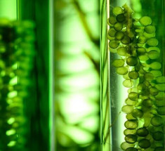 Новый биопроцесс производит биотопливо и ценные химические вещества
