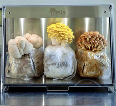 Mella стремится принести технологии выращивания грибов на кухни пользователей