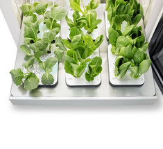 Умная система внутреннего озеленения LG предлагает овощи круглый год