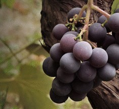 Уход за виноградом изабелла