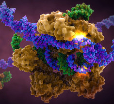 7 фактов о редактировании генома человеческих эмбрионов