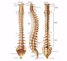 Интересные факты о позвоночнике