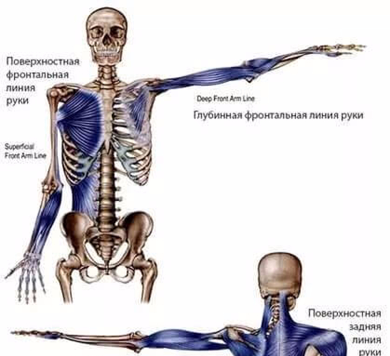 Связь мышц. Анатомические поезда Томаса Майерса. Глубинная миофасциальная линия Майерс. Анатомические поезда Томас Майерс спиральная линия. Миофасциальные поезда Томас Майерс.