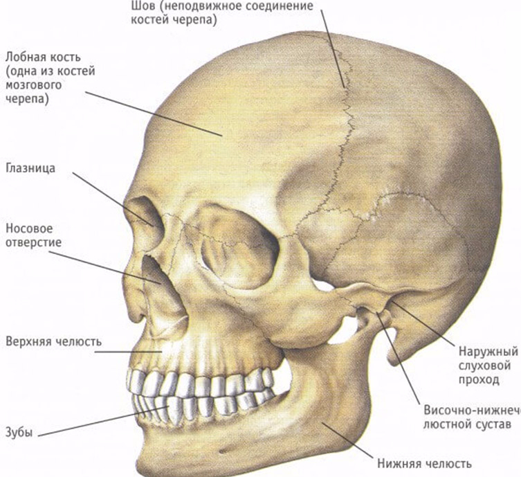 Описание черепа человека. Скелет черепа человека анатомия. Кости скелета головы человека анатомия. Анатомическое строение костей черепа. Кости и швы черепа человека.