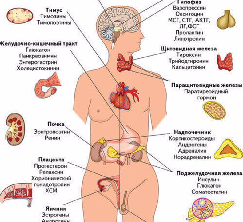 Картинки системы эндокринной системы