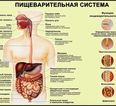 Пищеварительная система: как все устроено