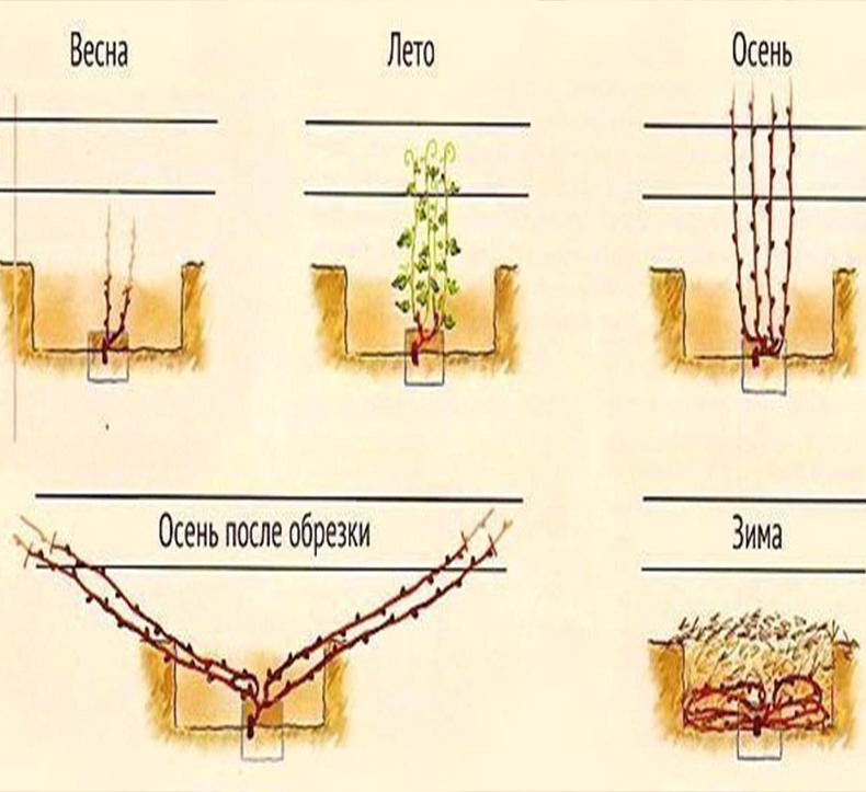 Схема виноградного куста для новичков строение