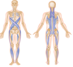 90% нарушений в скелетно-мышечной системе имеют висцеральный компонент