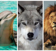 Узнайте, какой у вас хронотип: дельфин, лев, волк или медведь