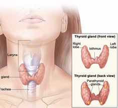 19 тревожных признаков проблем с щитовидной щелезой, которые не стоит игнорировать!
