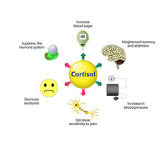 Гормон кортизол: Продолжительность жизни