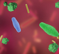 Пробиотики: Бактерии, способные отражать рак