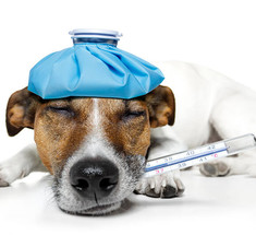 Аптечка первой помощи для домашних животных